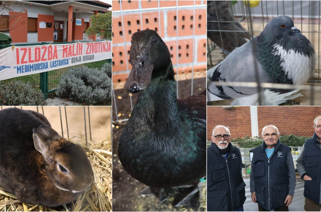 Izložba malih životinja, Donja Dubrava, Međimurska lastavica naslovna