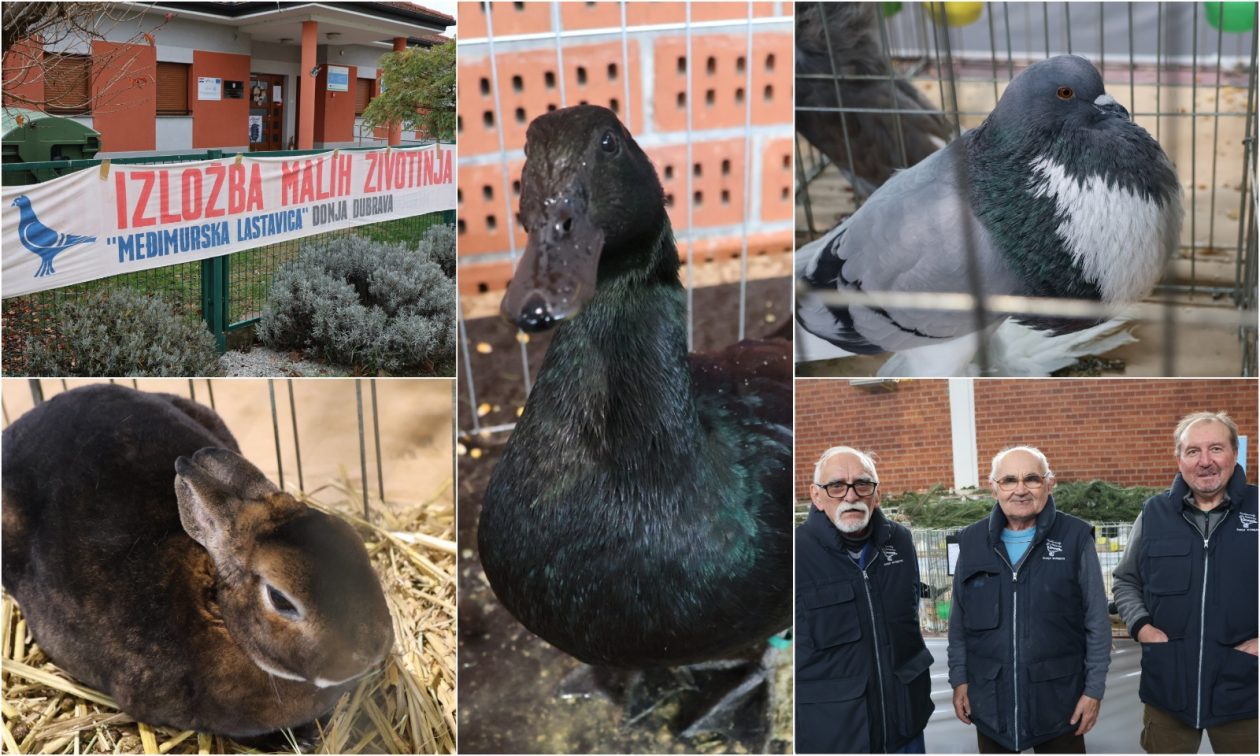 Izložba malih životinja, Donja Dubrava, Međimurska lastavica naslovna