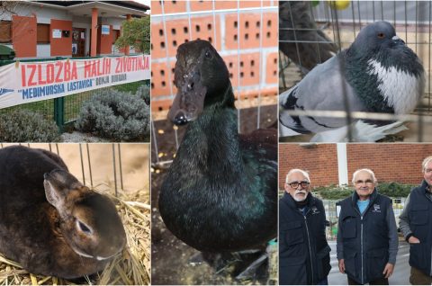 Izložba malih životinja, Donja Dubrava, Međimurska lastavica naslovna