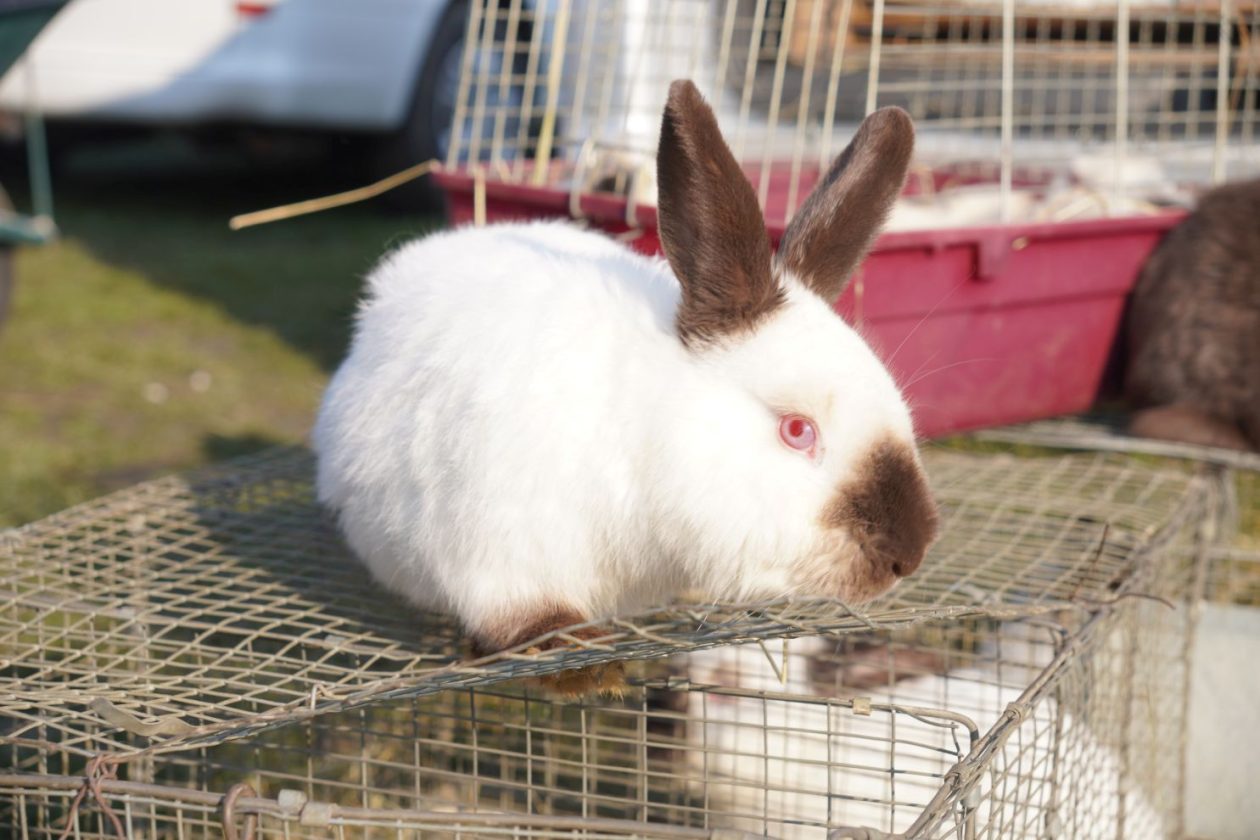 Izložba malih životinja MESAP 1.3.2026 (10) Izložba malih životinja MESAP 1.3.2026 (10)