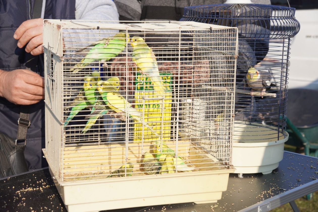 Izložba malih životinja MESAP 1.3.2026 (11) Izložba malih životinja MESAP 1.3.2026 (11)