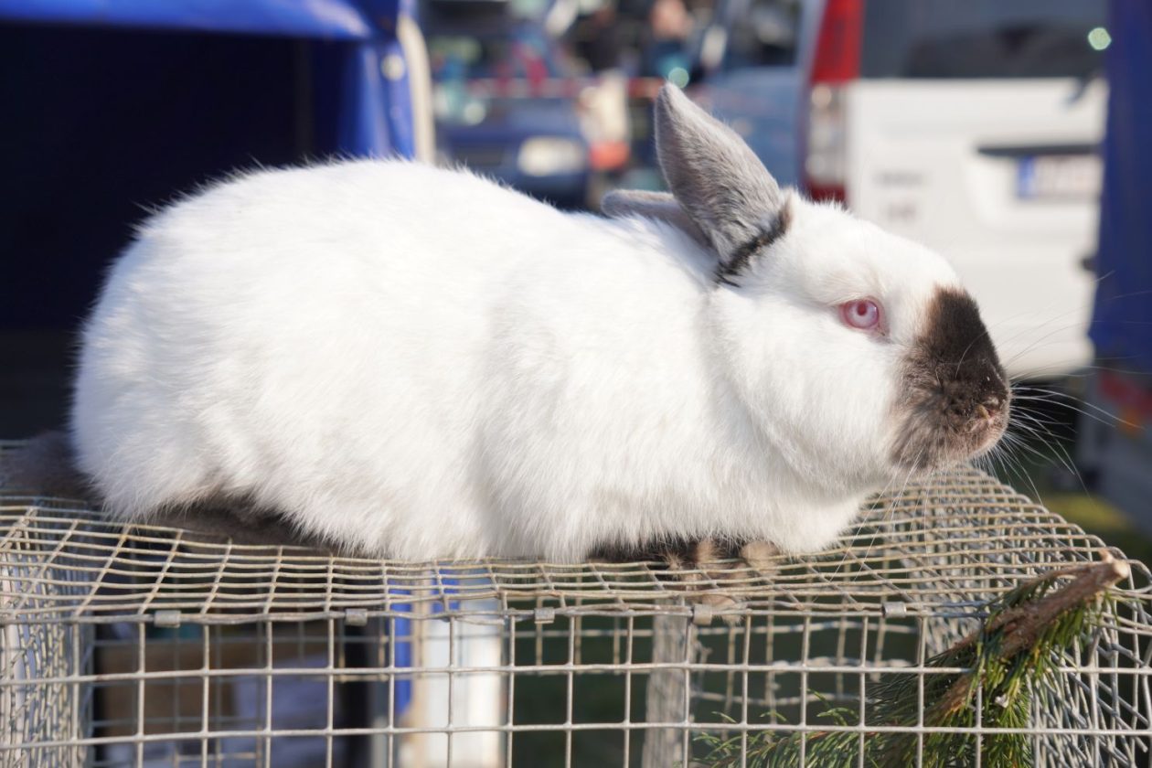 Izložba malih životinja MESAP 1.3.2026 (12) Izložba malih životinja MESAP 1.3.2026 (12)