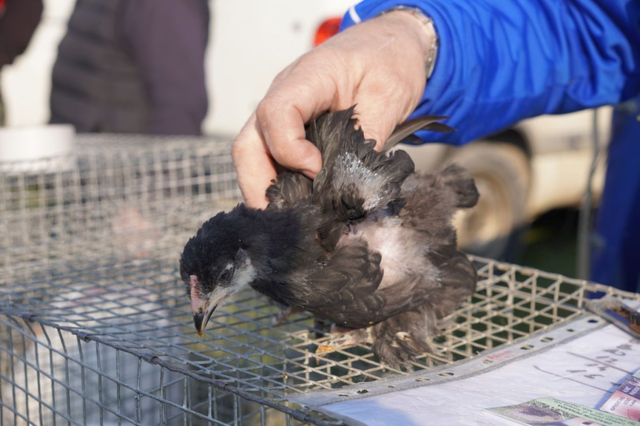 Izložba malih životinja MESAP 1.3.2026 (13) Izložba malih životinja MESAP 1.3.2026 (13)