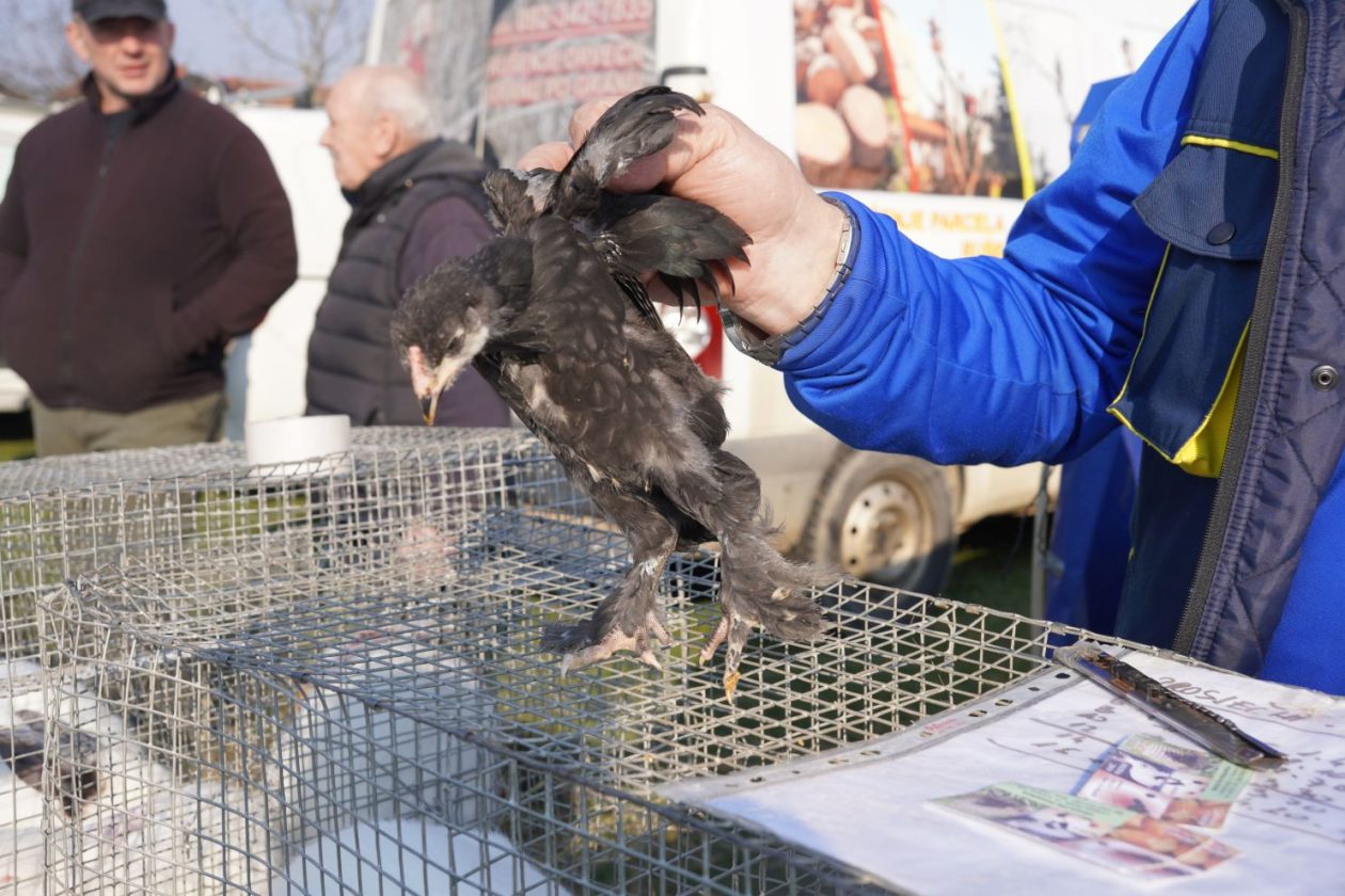 Izložba malih životinja MESAP 1.3.2026 (14) Izložba malih životinja MESAP 1.3.2026 (14)