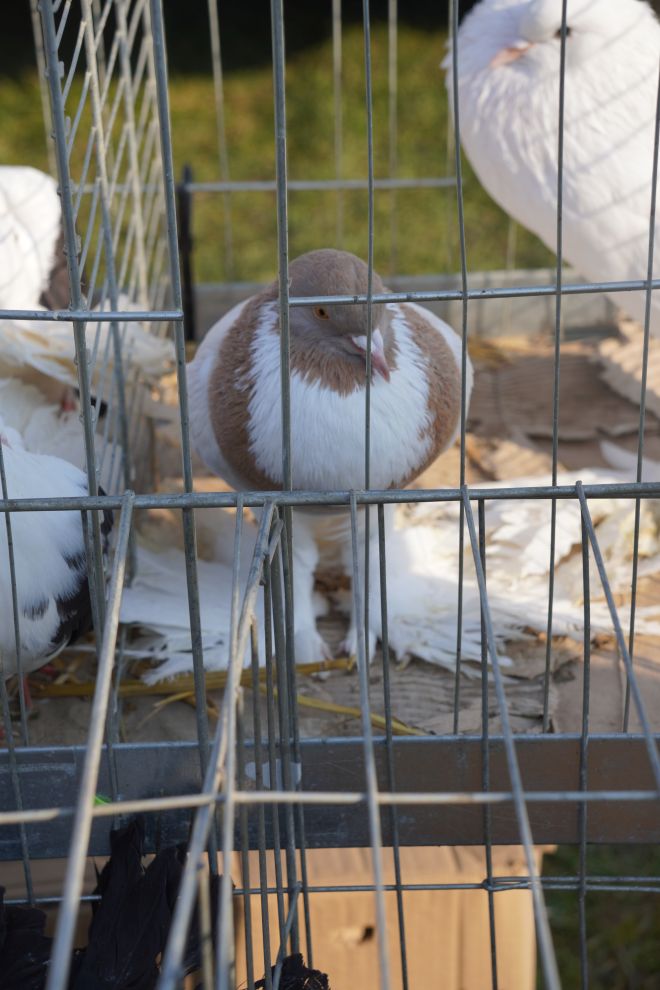 Izložba malih životinja MESAP 1.3.2026 (16) Izložba malih životinja MESAP 1.3.2026 (16)