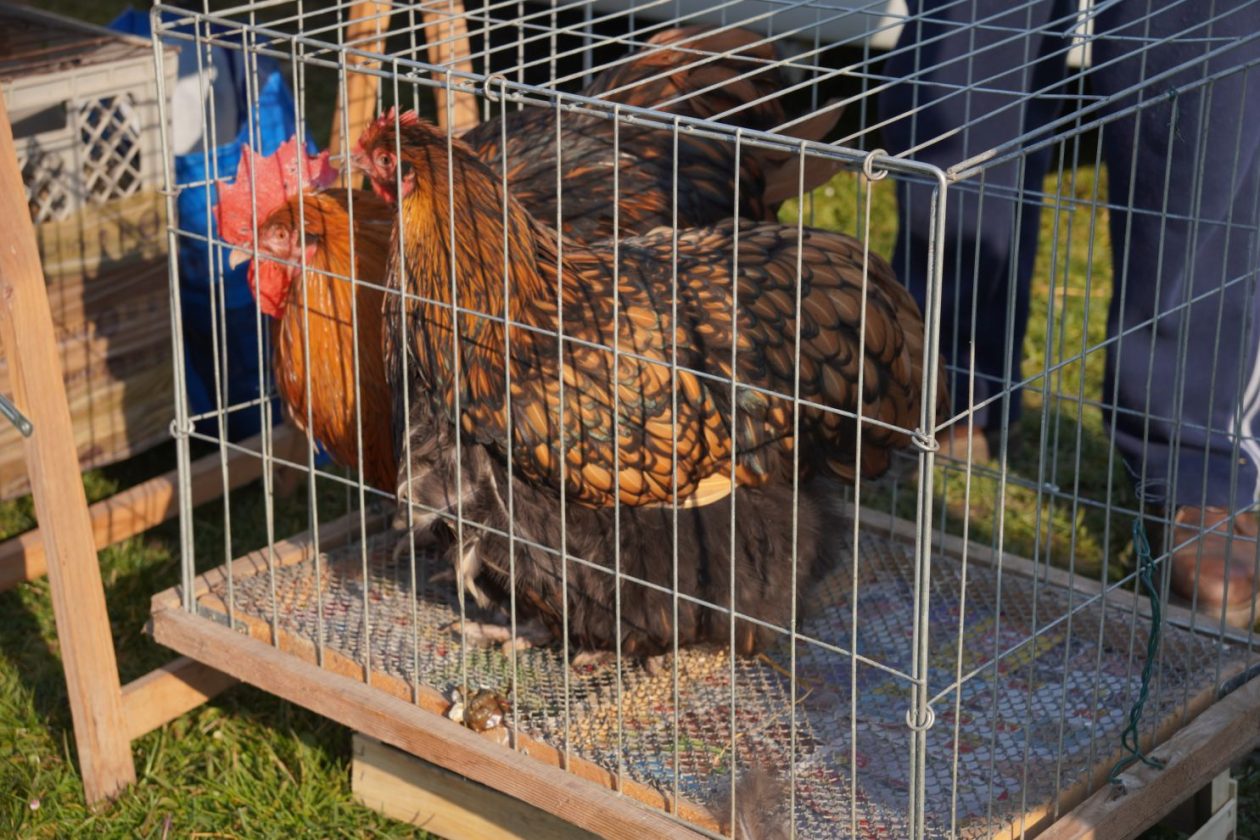 Izložba malih životinja MESAP 1.3.2026 (17) Izložba malih životinja MESAP 1.3.2026 (17)