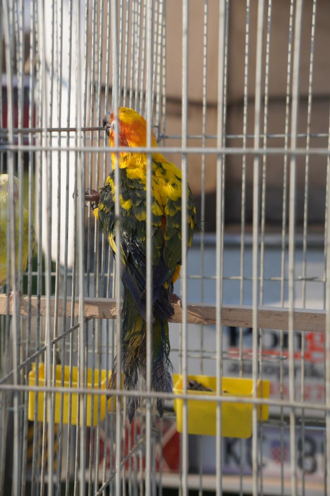 Izložba malih životinja MESAP 1.3.2026 (18) Izložba malih životinja MESAP 1.3.2026 (18)