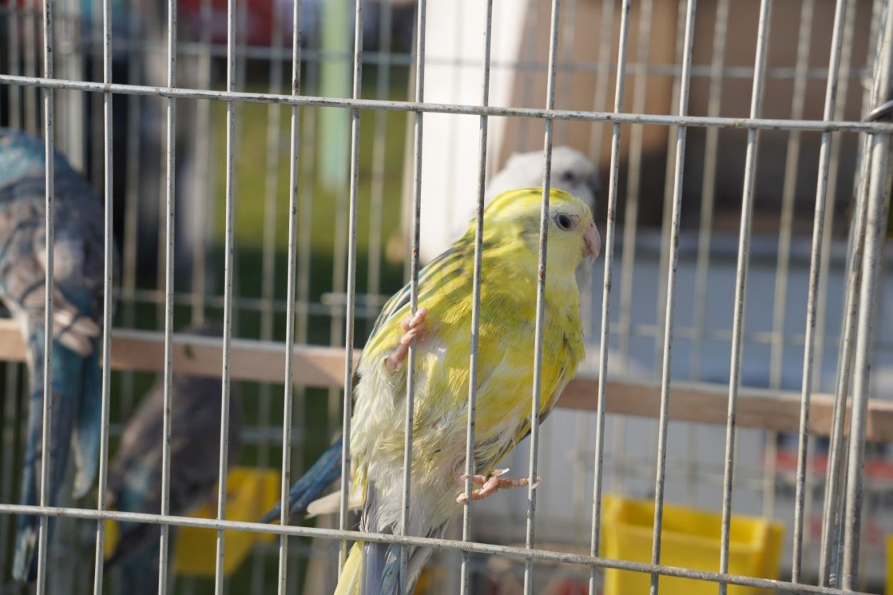 Izložba malih životinja MESAP 1.3.2026 (19) Izložba malih životinja MESAP 1.3.2026 (19)