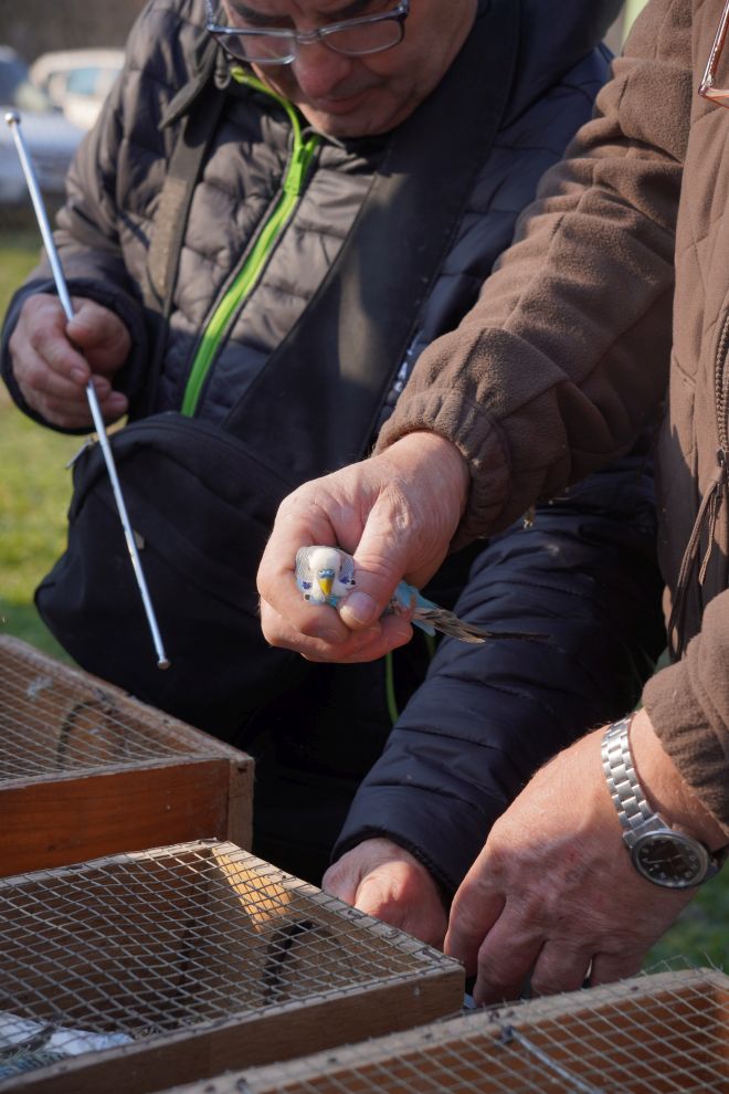 Izložba malih životinja MESAP 1.3.2026 (21) Izložba malih životinja MESAP 1.3.2026 (21)