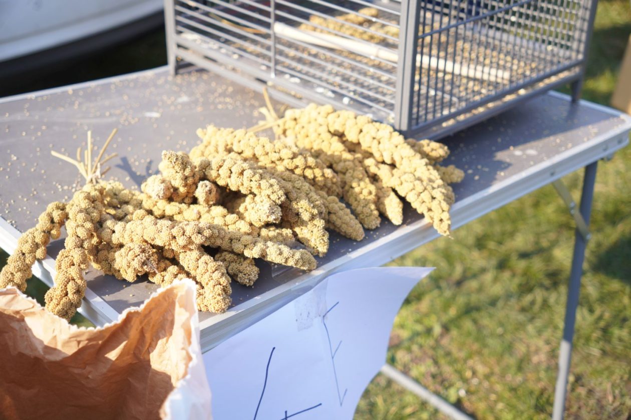 Izložba malih životinja MESAP 1.3.2026 (23) Izložba malih životinja MESAP 1.3.2026 (23)