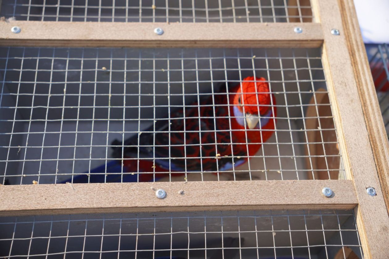 Izložba malih životinja MESAP 1.3.2026 (24) Izložba malih životinja MESAP 1.3.2026 (24)