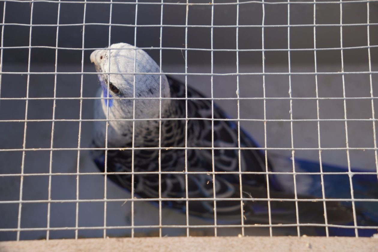 Izložba malih životinja MESAP 1.3.2026 (25) Izložba malih životinja MESAP 1.3.2026 (25)