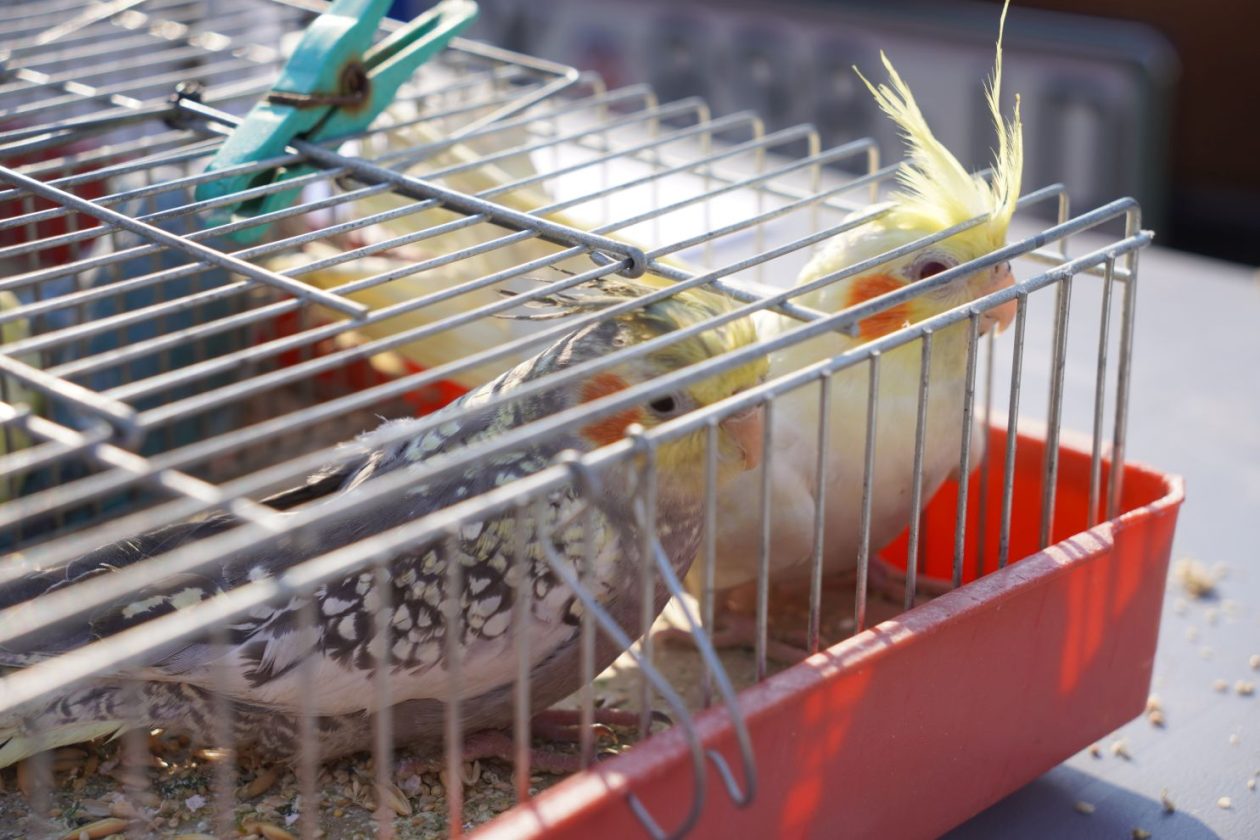 Izložba malih životinja MESAP 1.3.2026 (26) Izložba malih životinja MESAP 1.3.2026 (26)