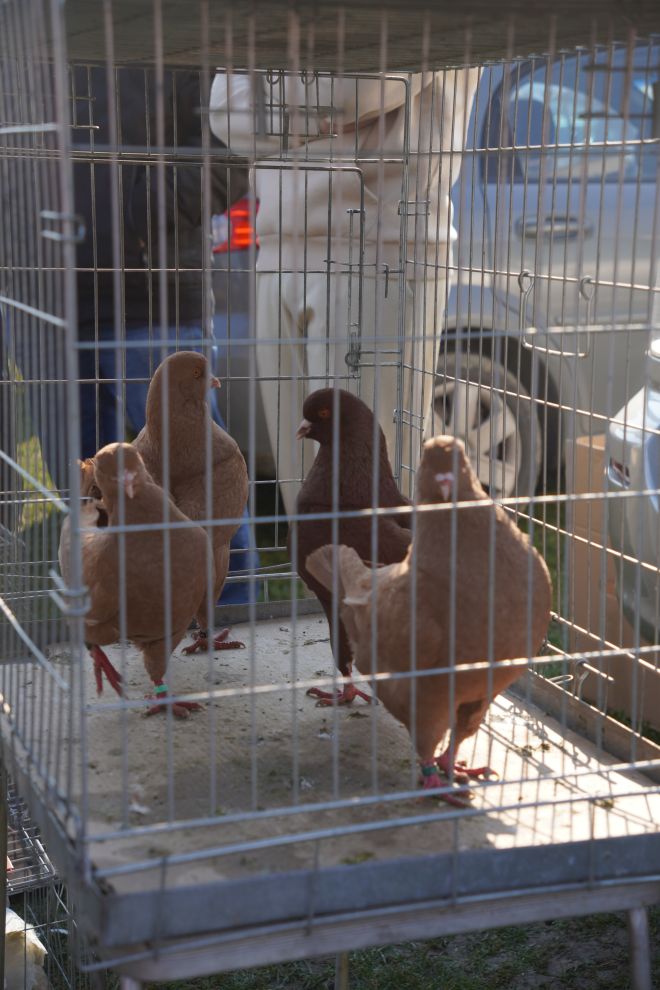 Izložba malih životinja MESAP 1.3.2026 (27) Izložba malih životinja MESAP 1.3.2026 (27)