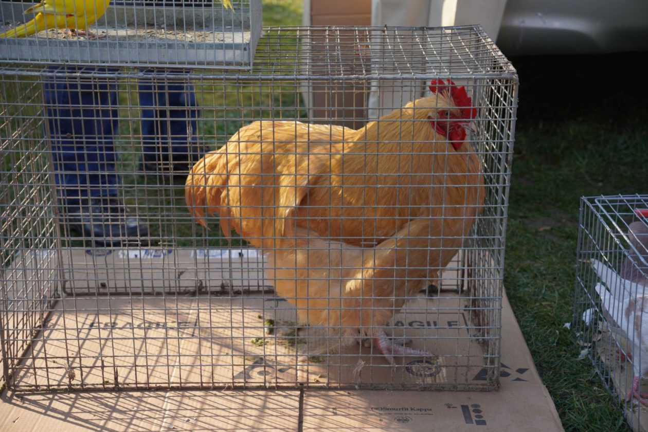 Izložba malih životinja MESAP 1.3.2026 (28) Izložba malih životinja MESAP 1.3.2026 (28)