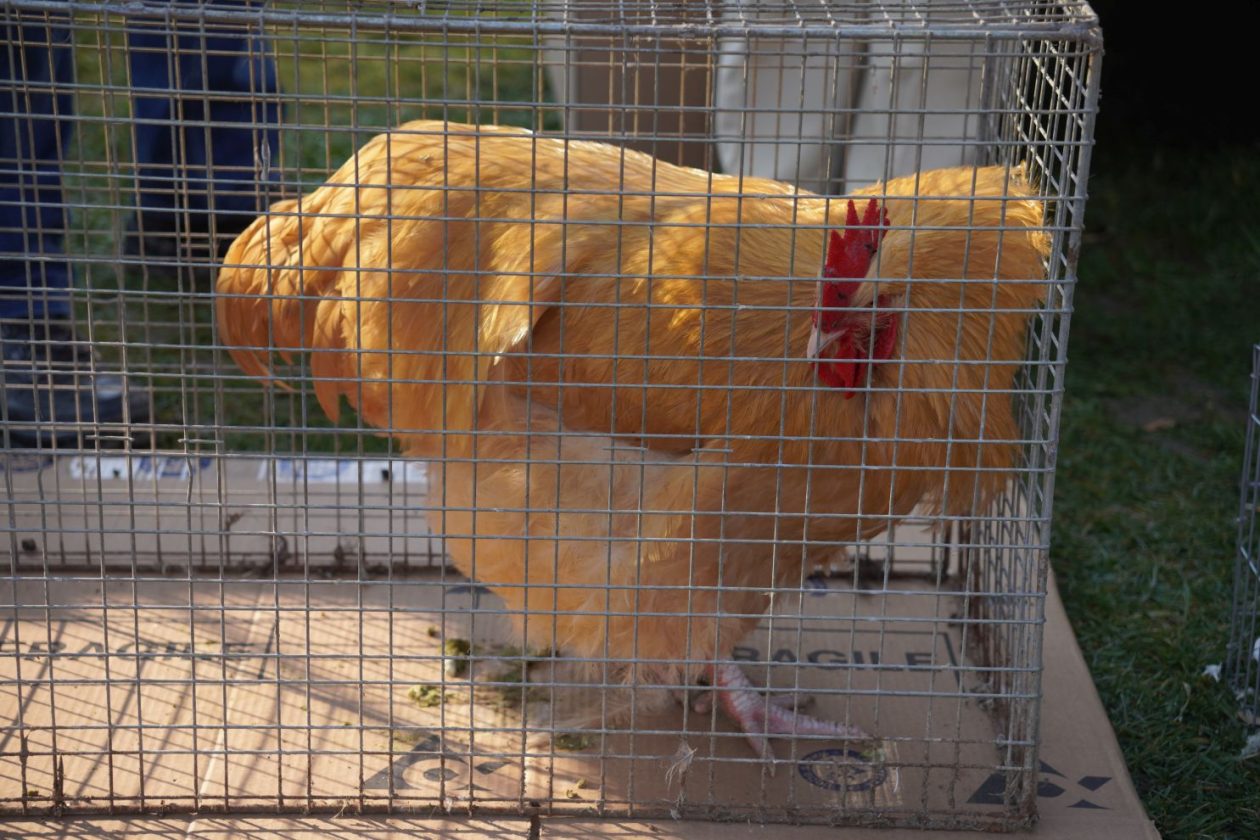 Izložba malih životinja MESAP 1.3.2026 (29) Izložba malih životinja MESAP 1.3.2026 (29)