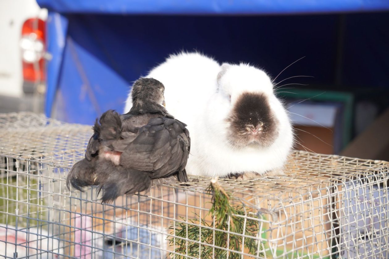 Izložba malih životinja MESAP 1.3.2026 (30) Izložba malih životinja MESAP 1.3.2026 (30)