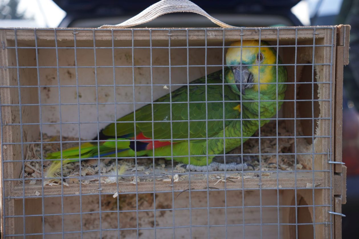 Izložba malih životinja MESAP 1.3.2026 (34) Izložba malih životinja MESAP 1.3.2026 (34)