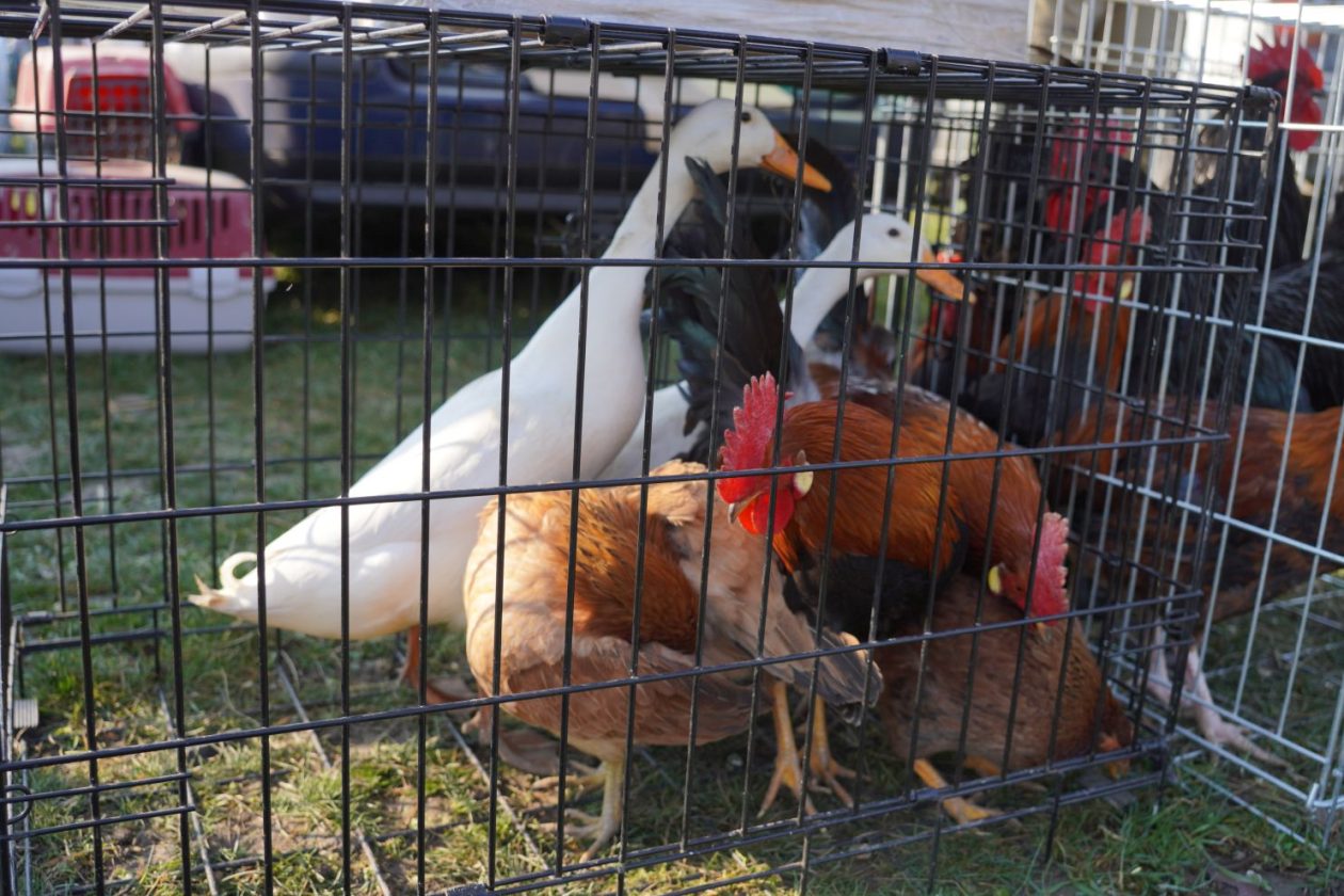 Izložba malih životinja MESAP 1.3.2026 (35) Izložba malih životinja MESAP 1.3.2026 (35)