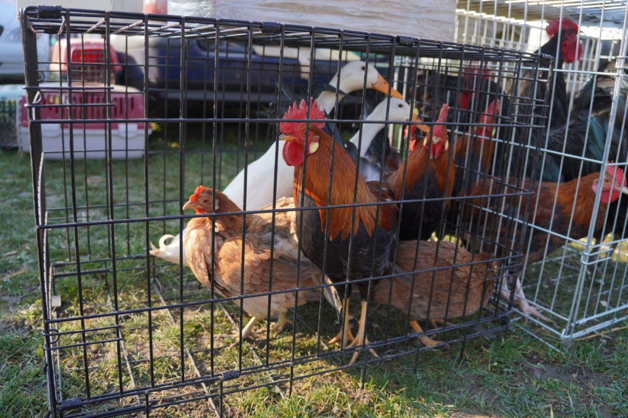 Izložba malih životinja MESAP 1.3.2026 (36) Izložba malih životinja MESAP 1.3.2026 (36)