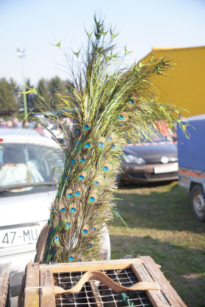 Izložba malih životinja MESAP 1.3.2026 (37) Izložba malih životinja MESAP 1.3.2026 (37)