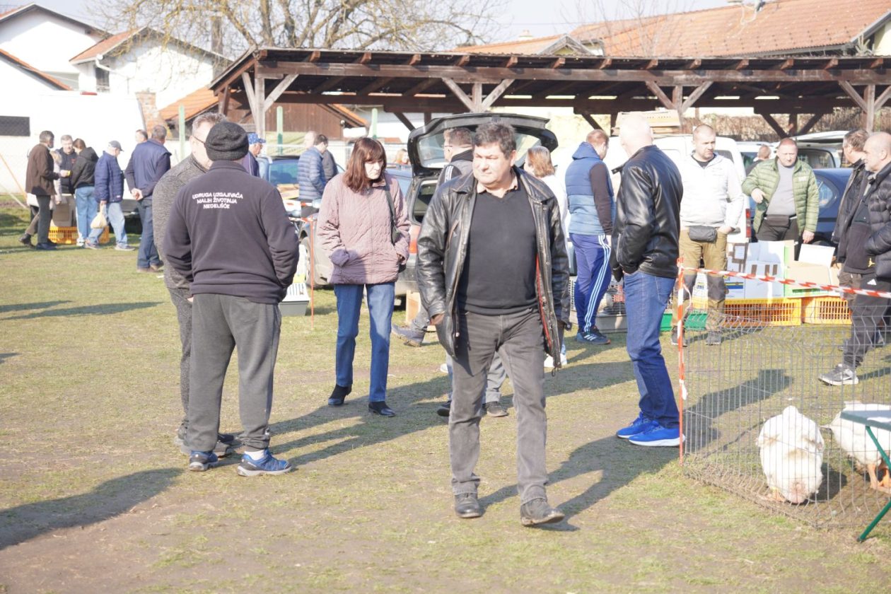 Izložba malih životinja MESAP 1.3.2026 (40) Izložba malih životinja MESAP 1.3.2026 (40)