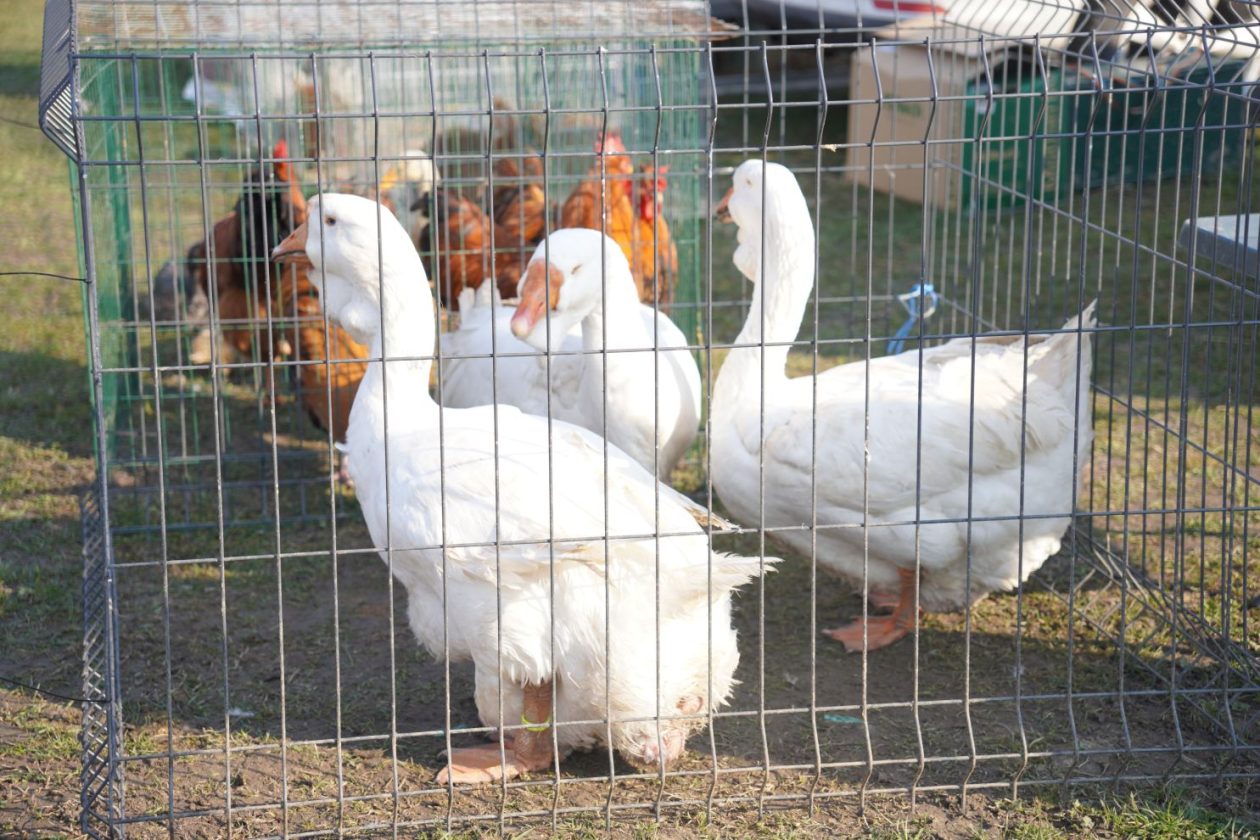 Izložba malih životinja MESAP 1.3.2026 (42) Izložba malih životinja MESAP 1.3.2026 (42)