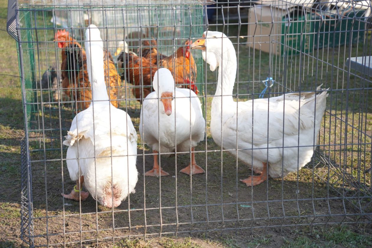 Izložba malih životinja MESAP 1.3.2026 (43) Izložba malih životinja MESAP 1.3.2026 (43)