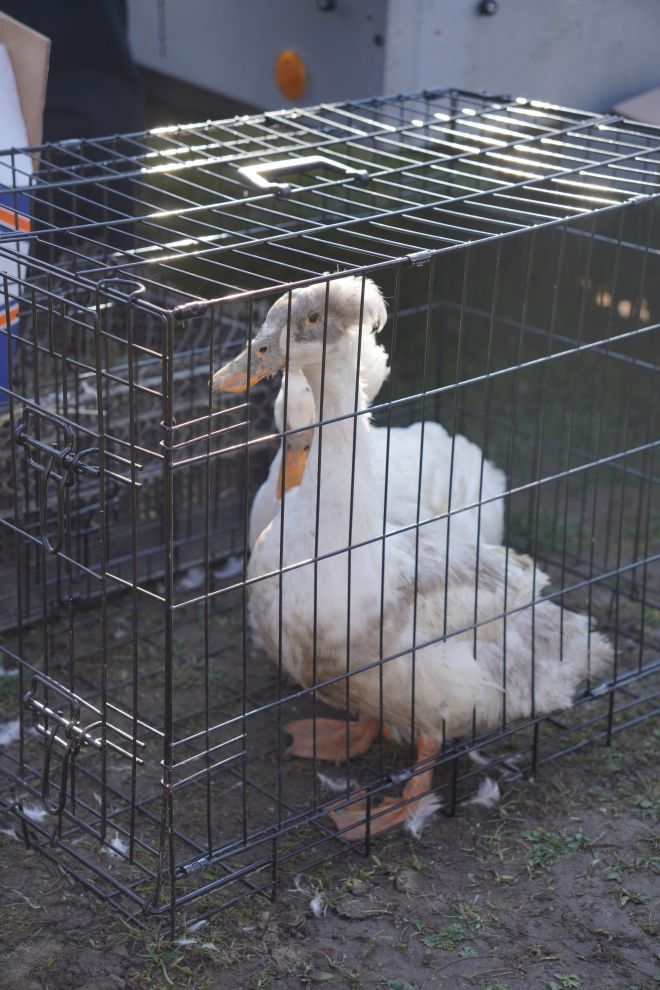 Izložba malih životinja MESAP 1.3.2026 (44) Izložba malih životinja MESAP 1.3.2026 (44)