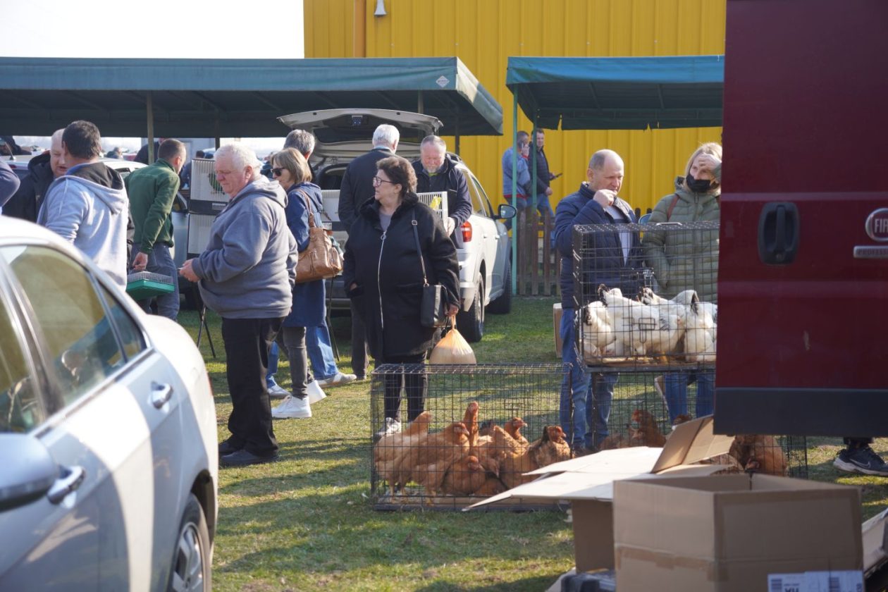 Izložba malih životinja MESAP 1.3.2026 (45) Izložba malih životinja MESAP 1.3.2026 (45)