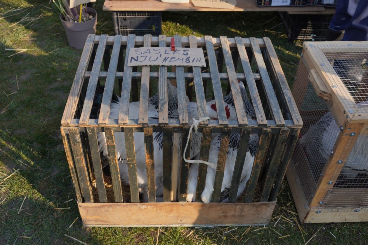 Izložba malih životinja MESAP 1.3.2026 (5) Izložba malih životinja MESAP 1.3.2026 (5)