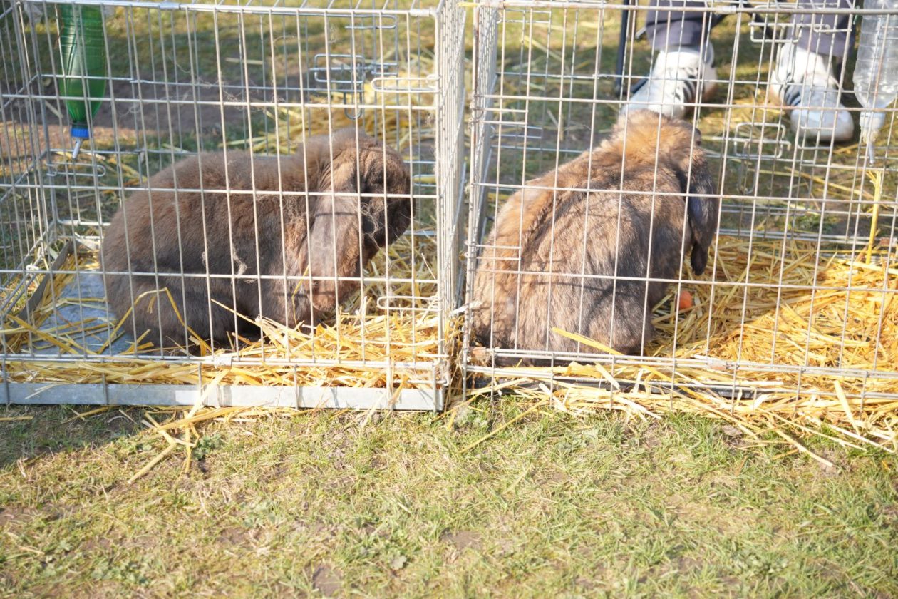 Izložba malih životinja MESAP 1.3.2026 (50) Izložba malih životinja MESAP 1.3.2026 (50)