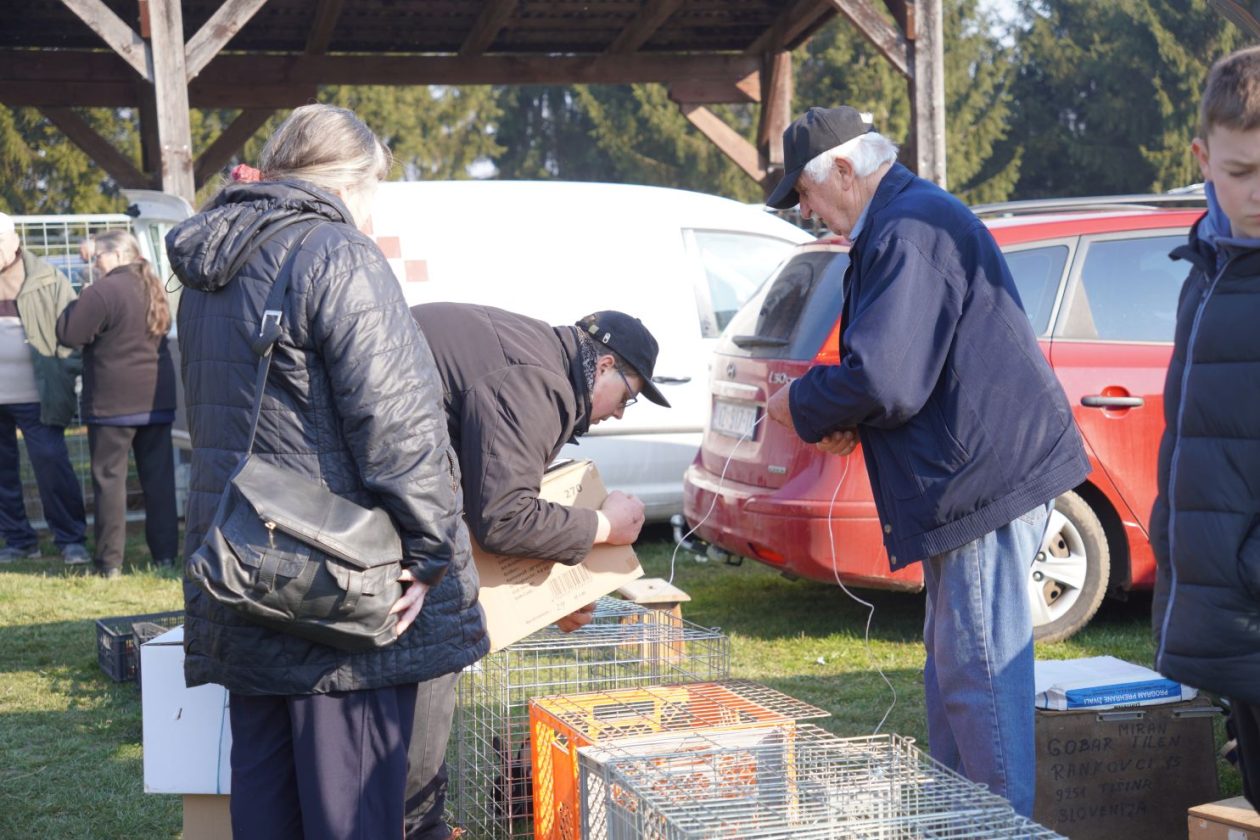 Izložba malih životinja MESAP 1.3.2026 (54) Izložba malih životinja MESAP 1.3.2026 (54)