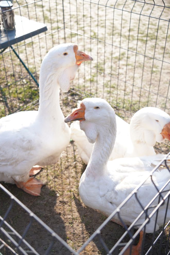 Izložba malih životinja MESAP 1.3.2026 (57) Izložba malih životinja MESAP 1.3.2026 (57)