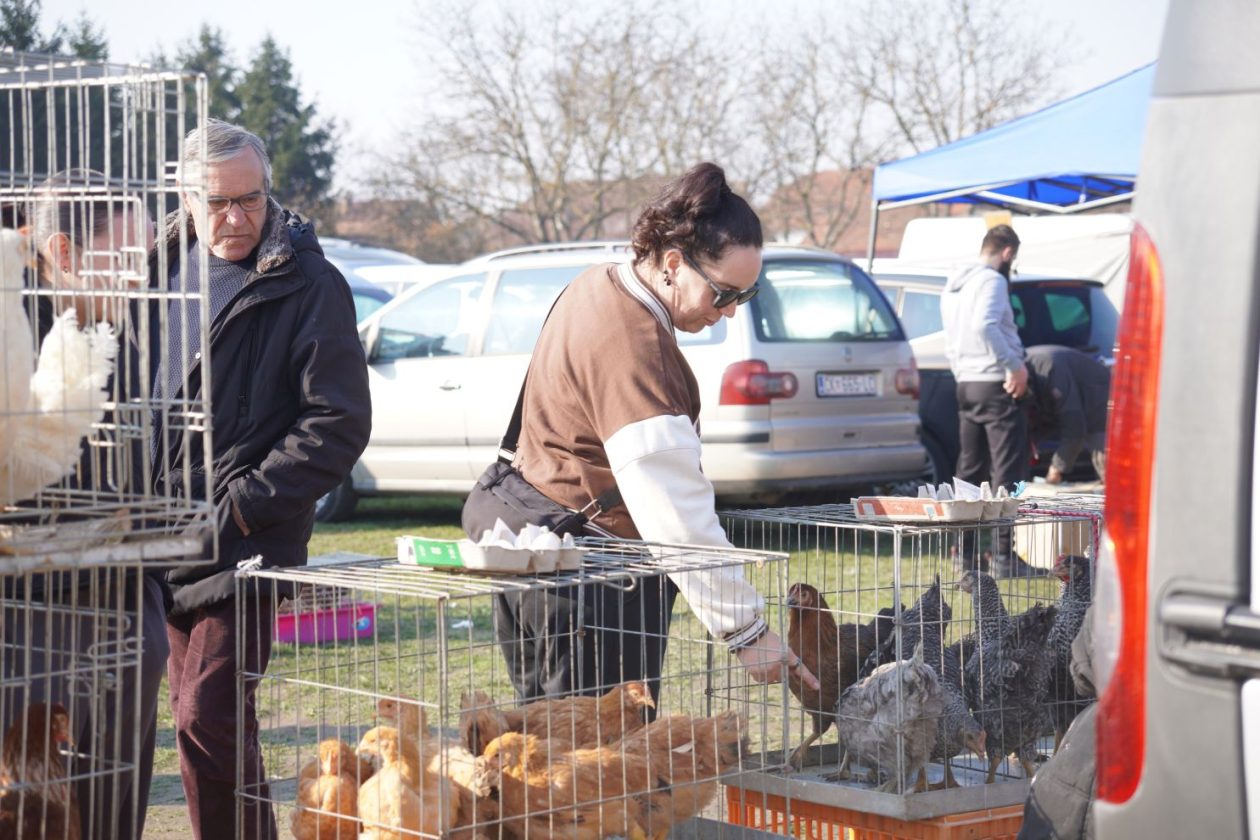 Izložba malih životinja MESAP 1.3.2026 (62) Izložba malih životinja MESAP 1.3.2026 (62)