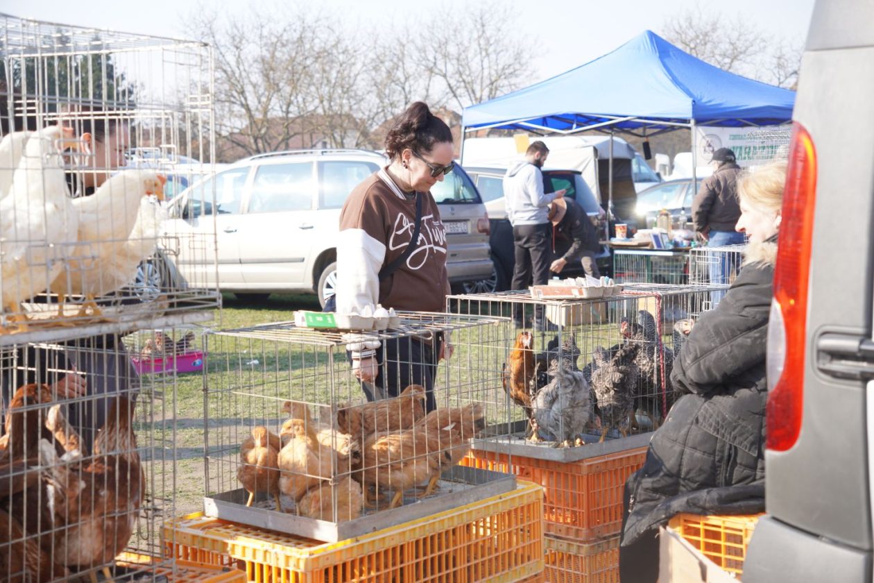 Izložba malih životinja MESAP 1.3.2026 (63) Izložba malih životinja MESAP 1.3.2026 (63)