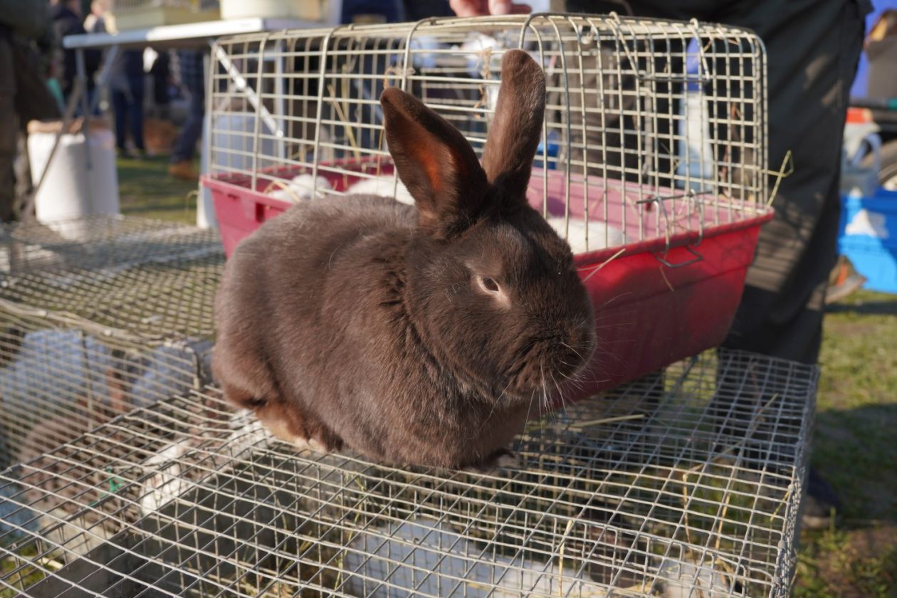 Izložba malih životinja MESAP 1.3.2026 (7) Izložba malih životinja MESAP 1.3.2026 (7)