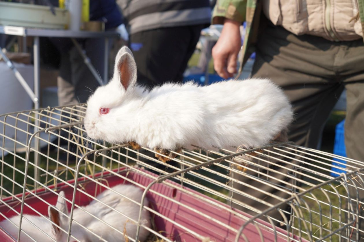 Izložba malih životinja MESAP 1.3.2026 (8) Izložba malih životinja MESAP 1.3.2026 (8)