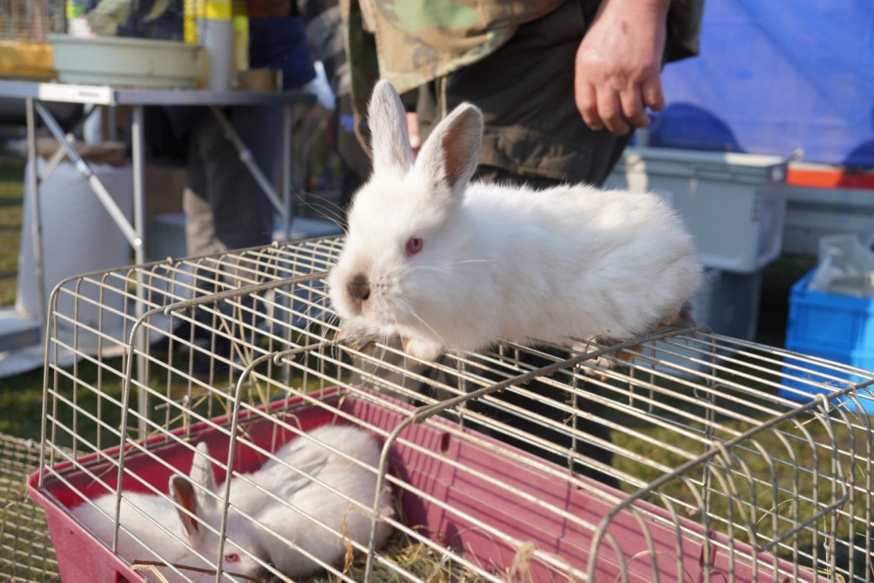 Izložba malih životinja MESAP 1.3.2026 (9) Izložba malih životinja MESAP 1.3.2026 (9)