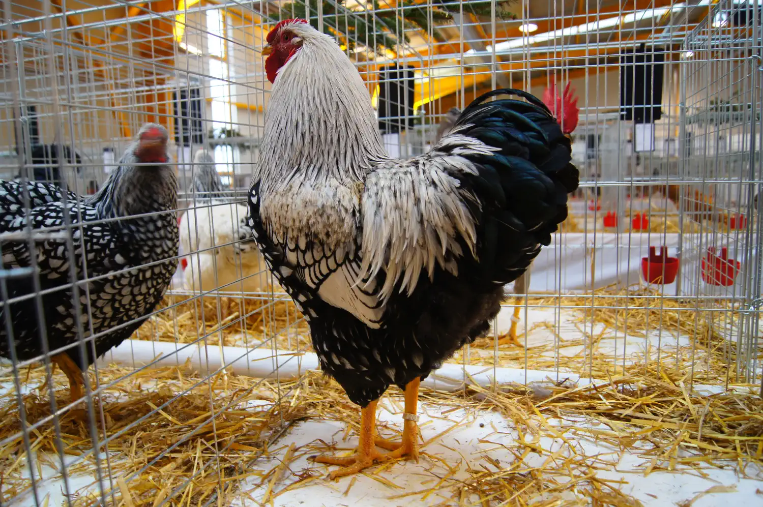 Izložba malih životinja Nedelišće 2025 (2) Izložba malih životinja Nedelišće 2025 (2)