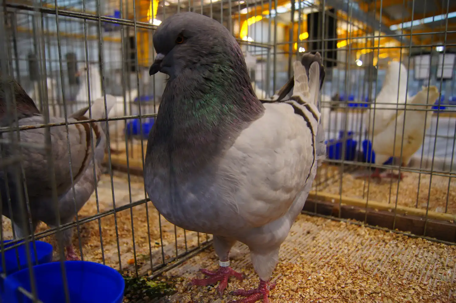 Izložba malih životinja Nedelišće 2025 (3) Izložba malih životinja Nedelišće 2025 (3)