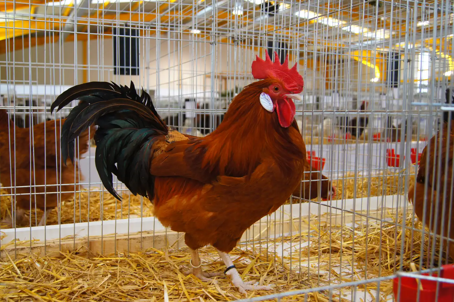 Izložba malih životinja Nedelišće 2025 (4) Izložba malih životinja Nedelišće 2025 (4)