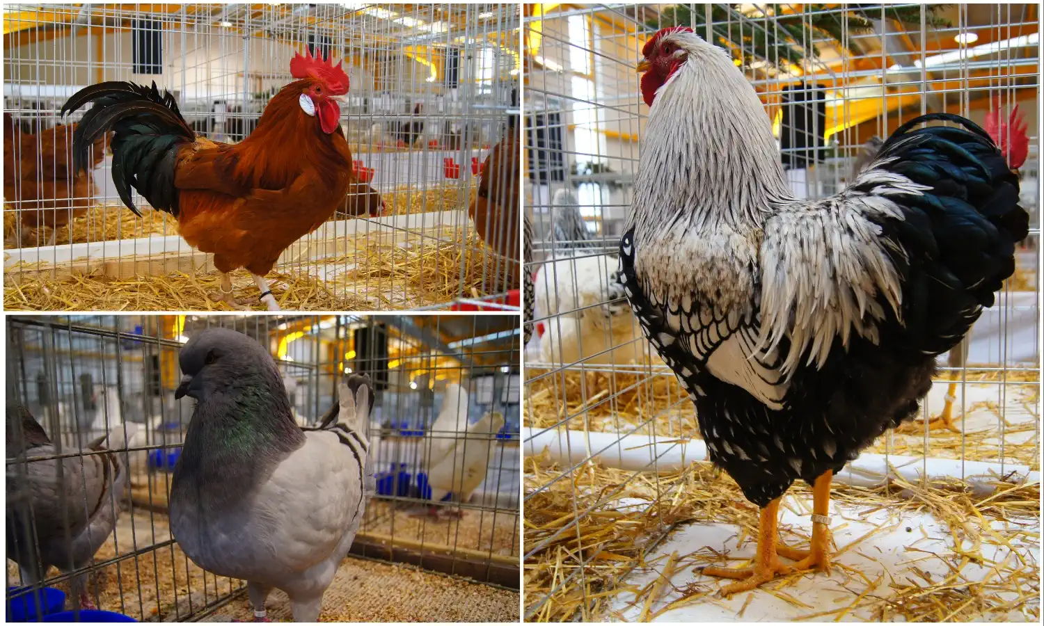 Izložba malih životinja Nedelišće 2025 (5) Izložba malih životinja Nedelišće 2025 (5)