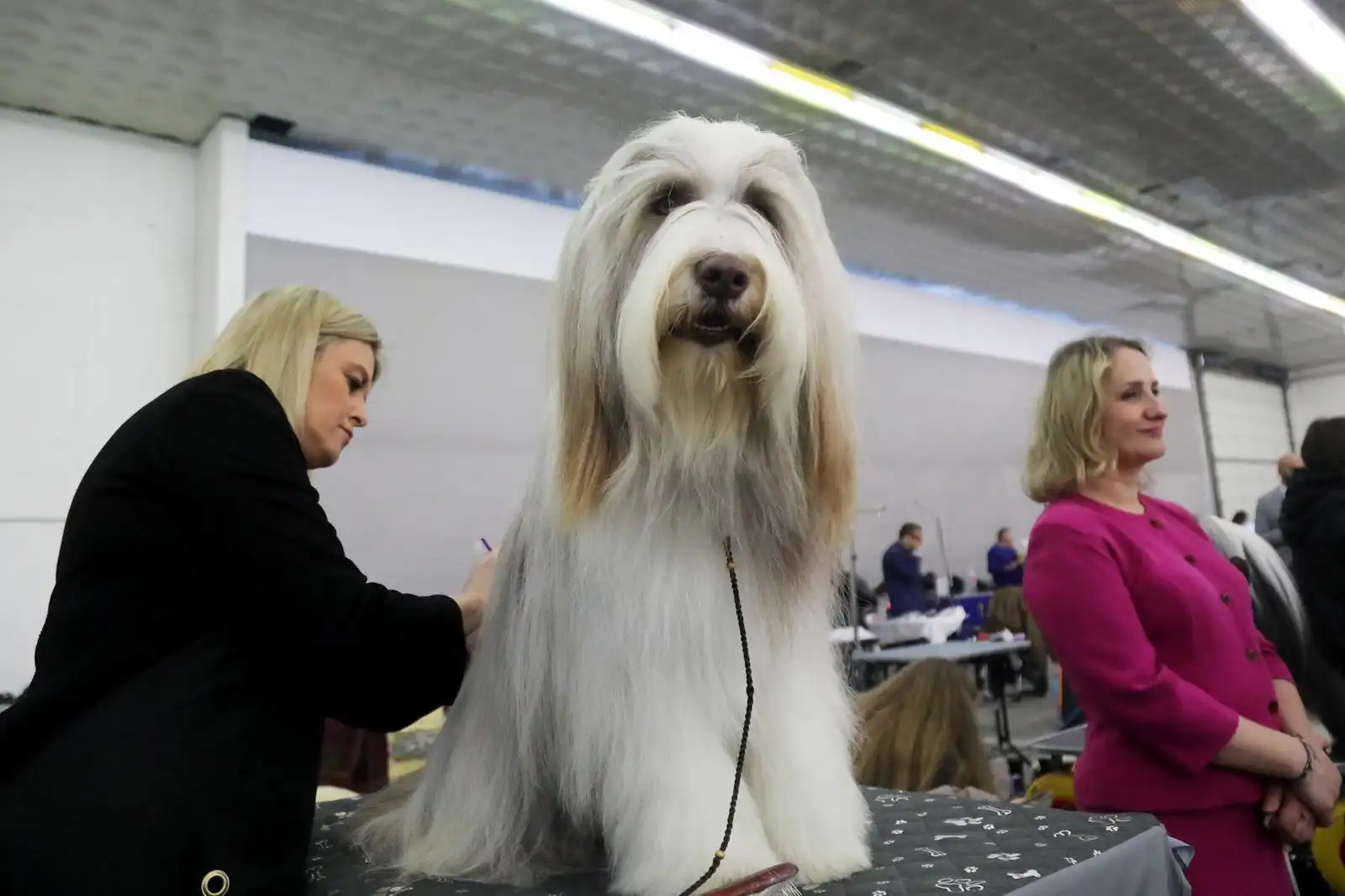 Izložba pasa 2024 (10)