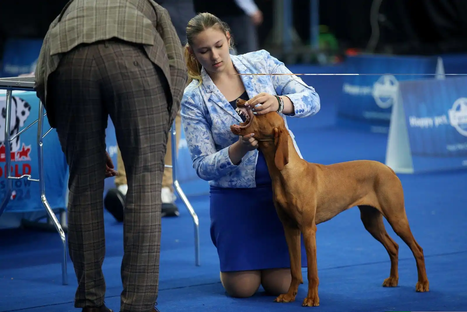 Izložba pasa 2024 (15)