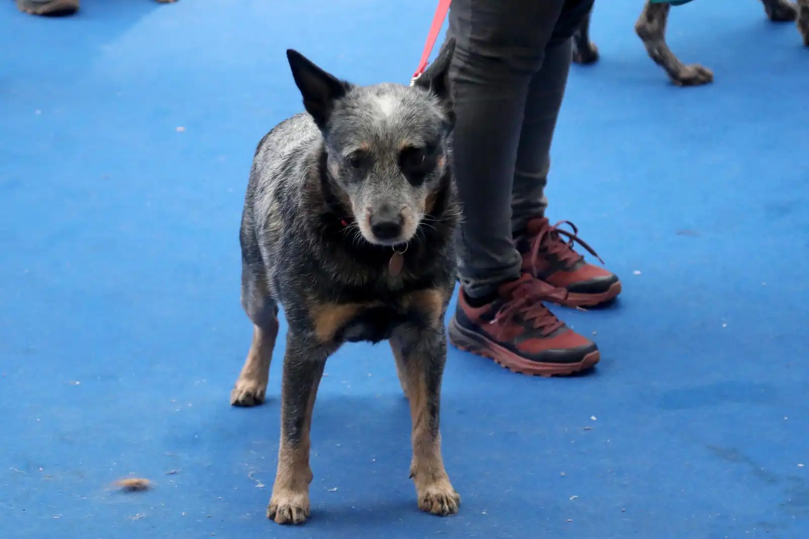 Izložba pasa 2024 (22)