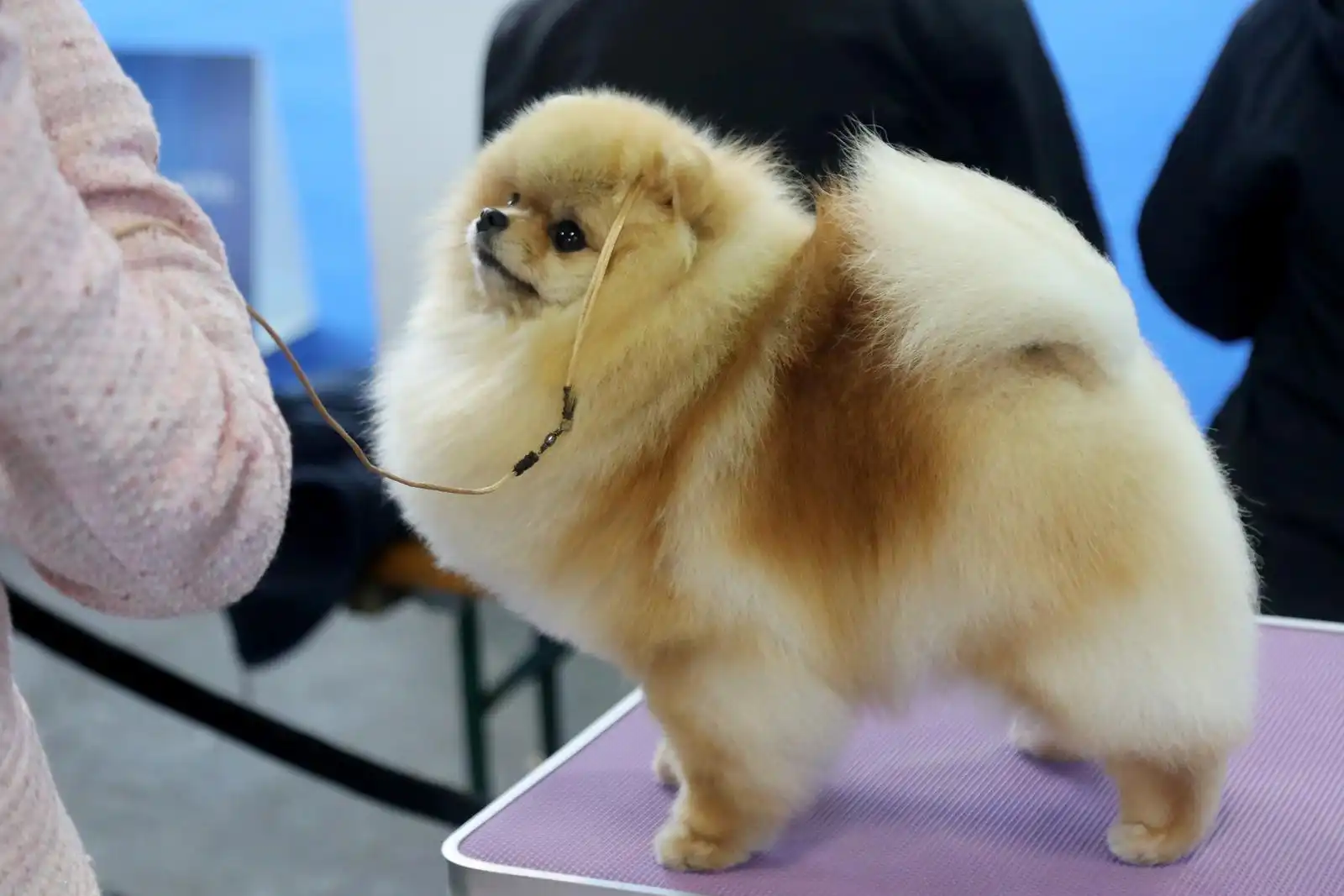 Izložba pasa 2024 (24)