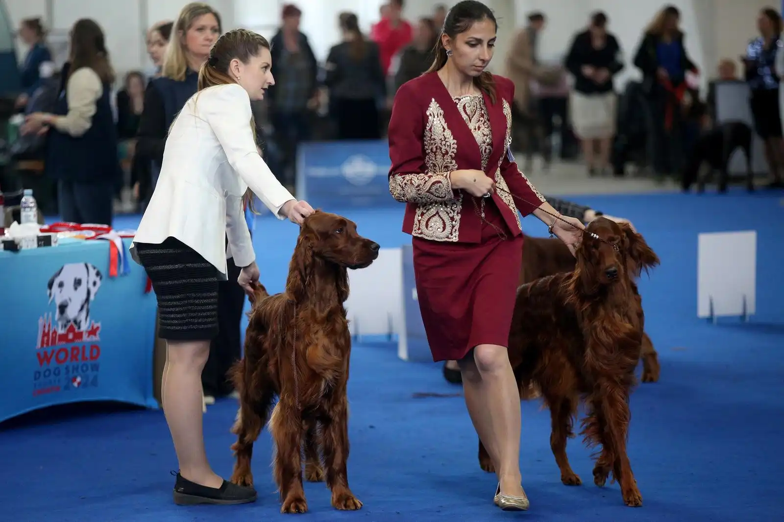 Izložba pasa 2024 (4)