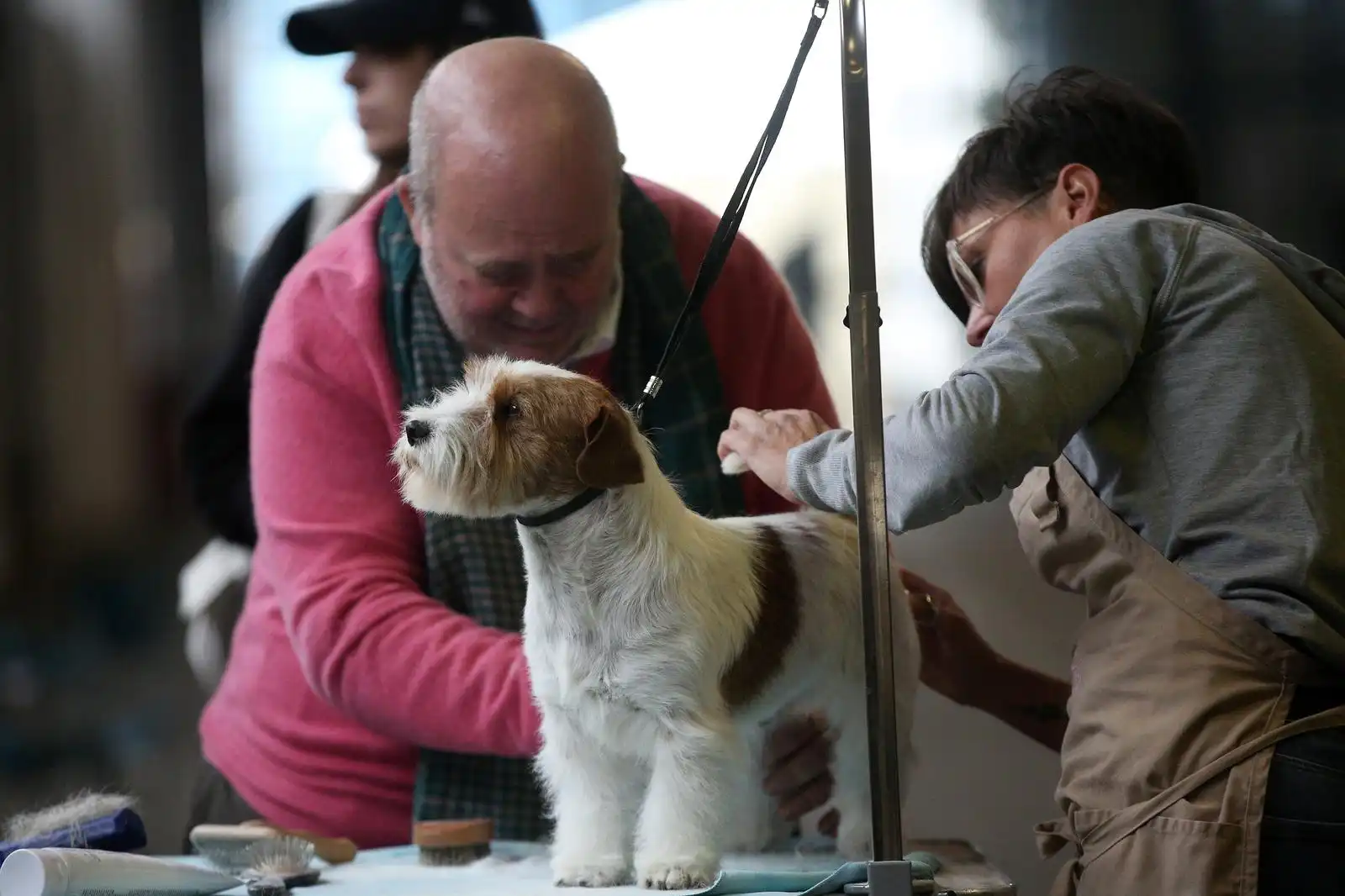 Izložba pasa 2024 (8)