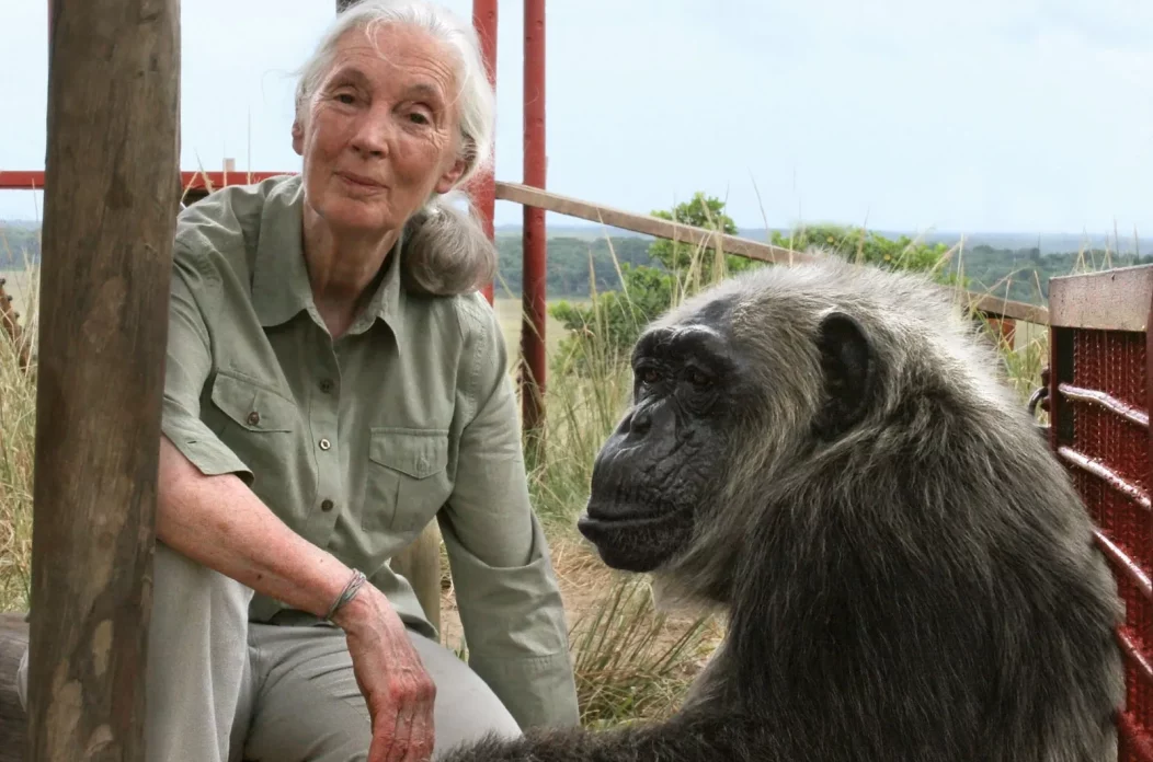 Jane-Goodall-chimpanzee-Congo-Tchimpounga-Chimpanzee-Rehabilitation Jane-Goodall-chimpanzee-Congo-Tchimpounga-Chimpanzee-Rehabilitation